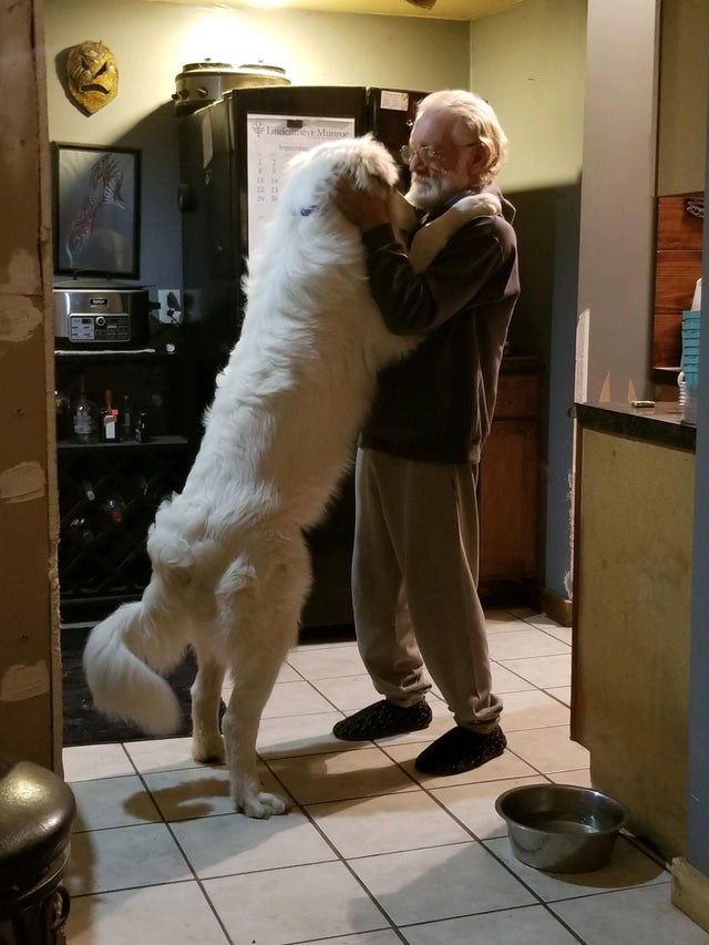 Il a offert un chiot à son père pour son anniversaire... maintenant il a l'air presque plus grand que lui !