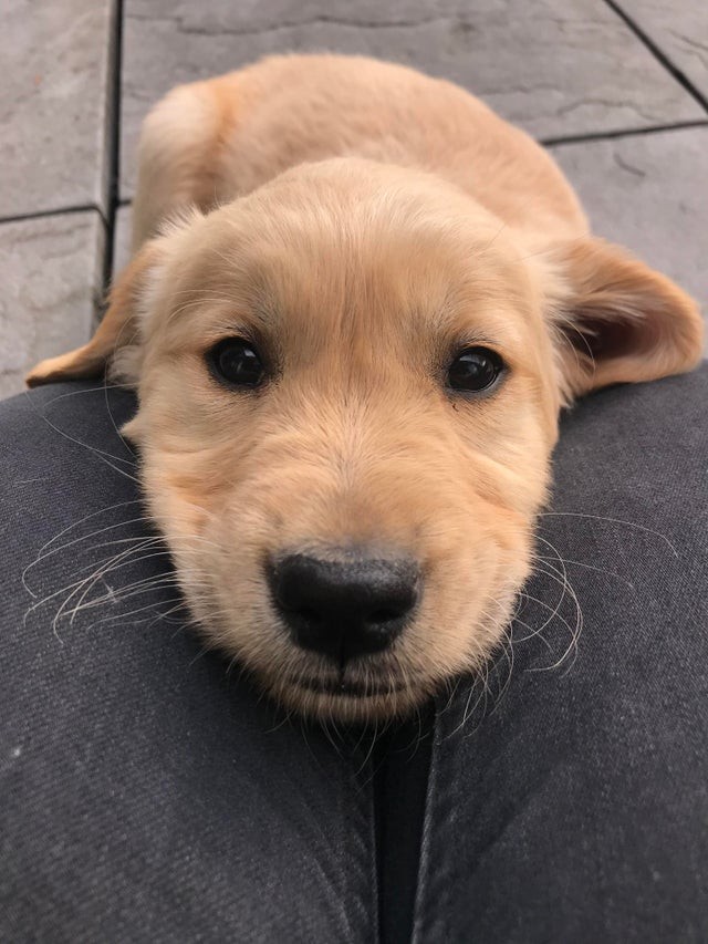 Den här hundens blick visar hur glad den är över att ha blivit adopterad, välkommen till ditt nya hem!