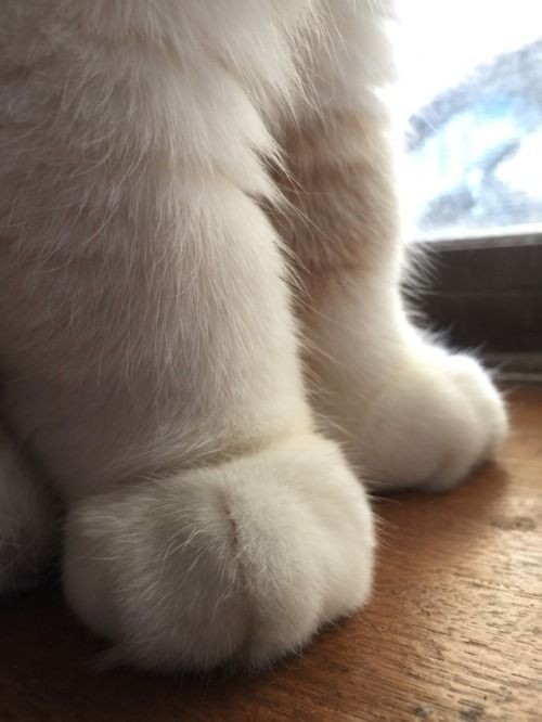 Oh meu Deus, olha como são macias e fofas as patas deste gatinho!