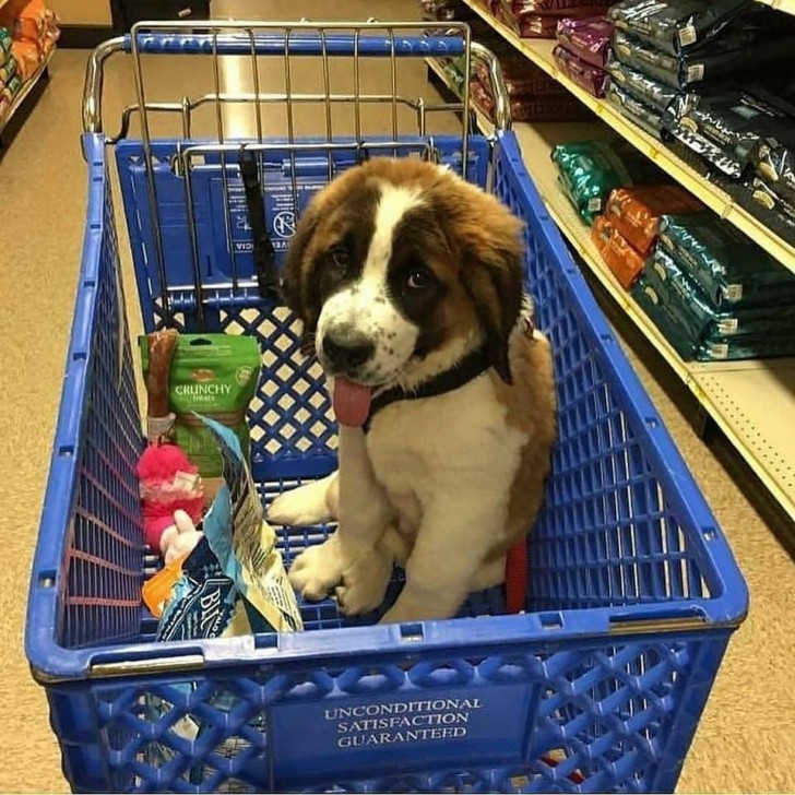 ¿Puedo ir a hacer las compras contigo?