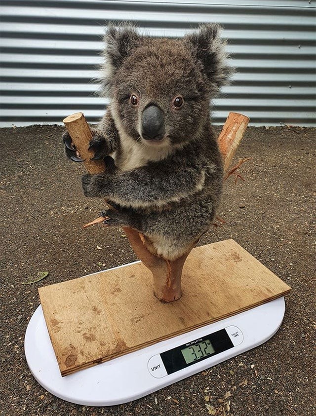 Ach ja, laten we de koala eens wegen! Of nee, laten we hem daar gewoon zitten, is hij niet schattig?