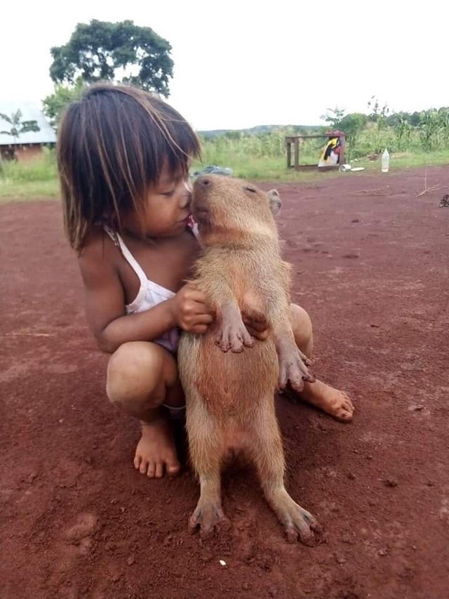 En liten kille från Sydamerika och hans bästa vän som är en jättesöt capybara!