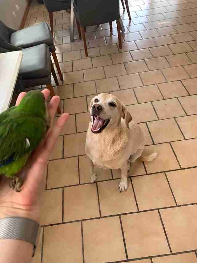 Il cane Hiro e il pappagallo Hope sono diventati veramente degli improbabili amici inseparabili!