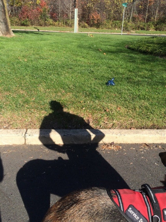Der Schatten meines Hundes hat mich zu einer mythologischen Figur gemacht - sehe ich nicht aus wie ein Zentaur?