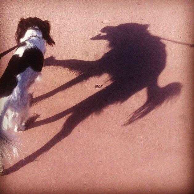 L'ombra di questo cane ci mette in dubbio: siamo sicuri non sia un lupo mannaro?