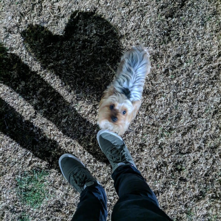 Der Schatten dieses Hundes erinnert an die süße Form eines kleinen Herzens...