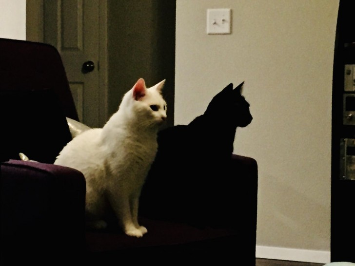 "Meine schwarze Katze sieht aus wie der Schatten meiner weißen Katze!"