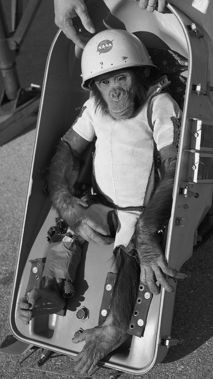 2. Der Schimpanse Ham war der erste Hominide, der ins All geschickt wurde: es war der 31. Januar 1961