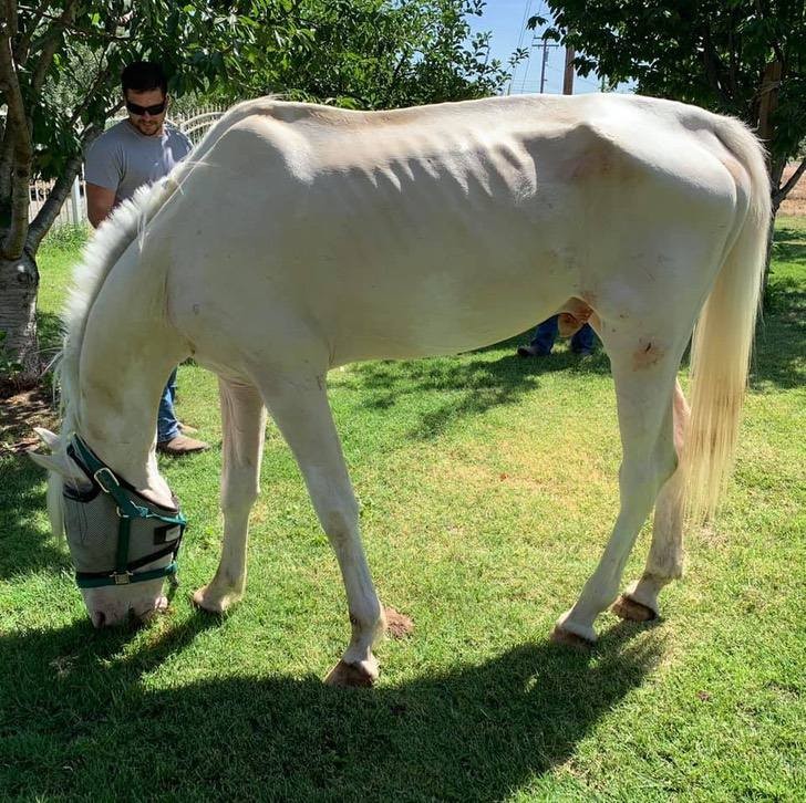 A malnourished horse is found on the roadside: now, he lives carefree on a ranch with his companions - 3