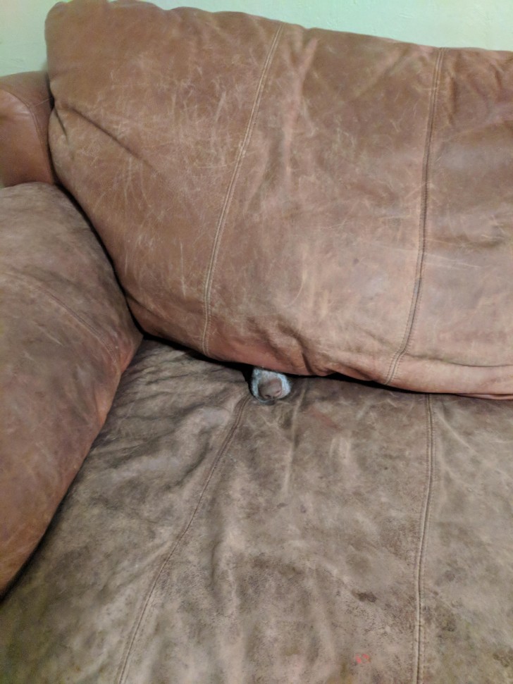 15. Sie setzen sich auf die Couch, um sich auszuruhen, und dann sehen Sie das! Er versteckt sich nicht unter der Couch, er versteckt sich in der Couch!