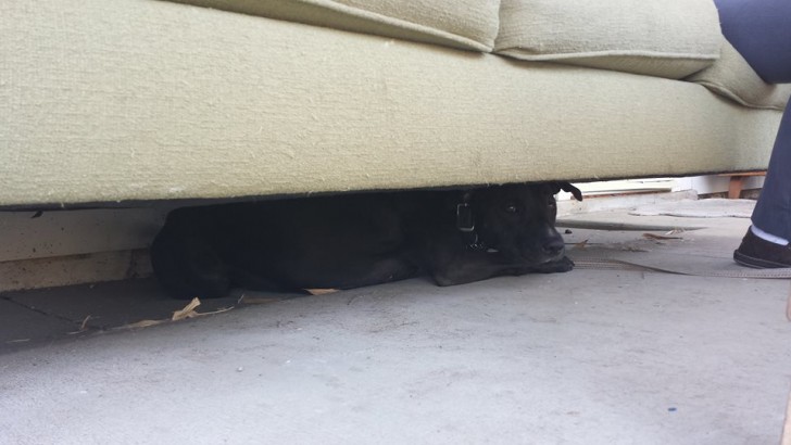 9. Nessuno riusciva a trovarla, poi abbiamo sentito un rumore provenire da sotto il divano ed eccola lì