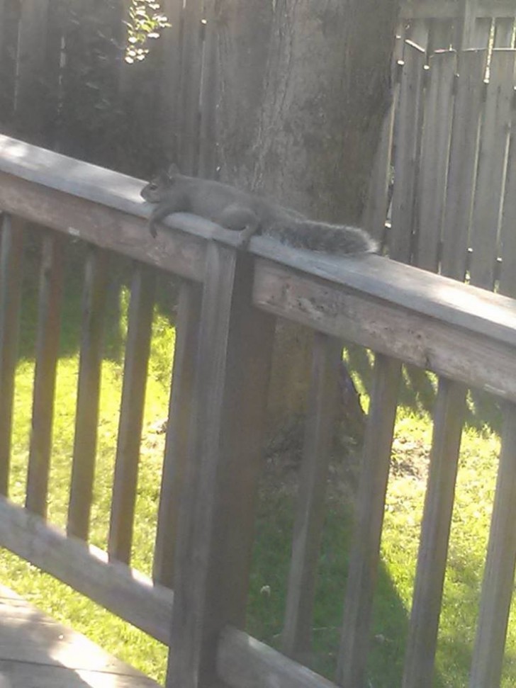 4. Questo povero scoiattolo accaldato rappresenta al meglio le alte temperature...