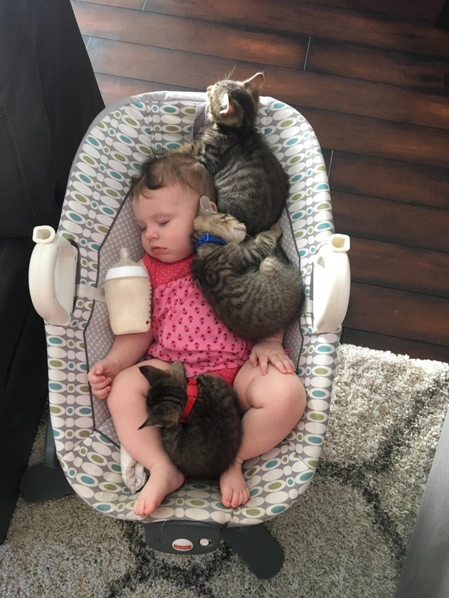 The love of cats for babies is underestimated ....