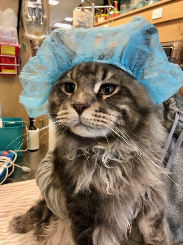 My cat will have to undergo surgery .. here he is with the preparatory cap!