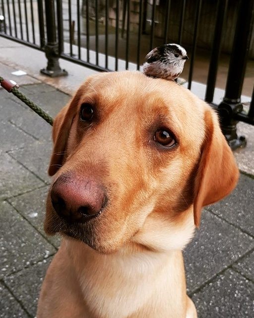 Friendship can also arise between a dog and ... a bird!