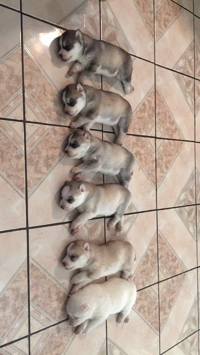 Si, questa è una fila ordinatissima di cuccioli di husky che stanno placidamente dormendo...che dolcezza infinita!