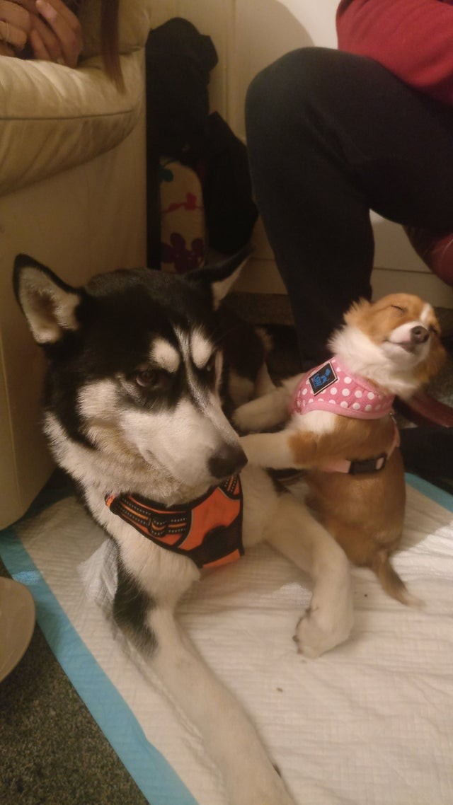 Een pup ontmoet voor de eerste keer een volwassen husky