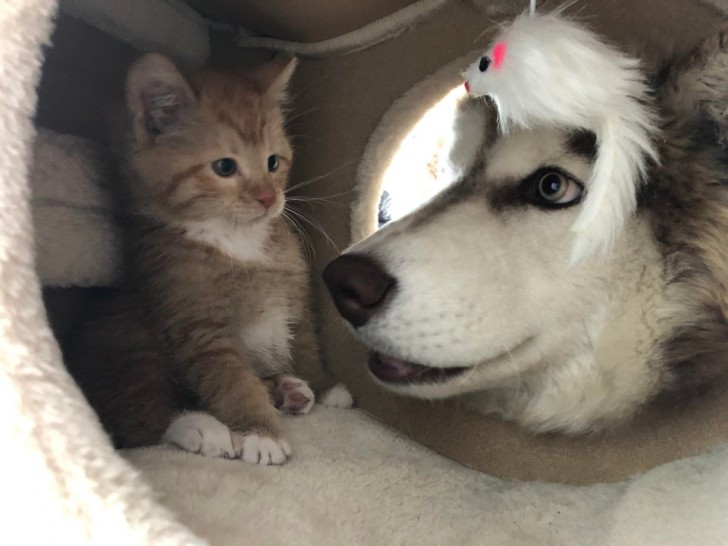 De vriendschap tussen een husky en een kat... zo grappig!