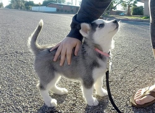 Hoe lief is deze husky pup!