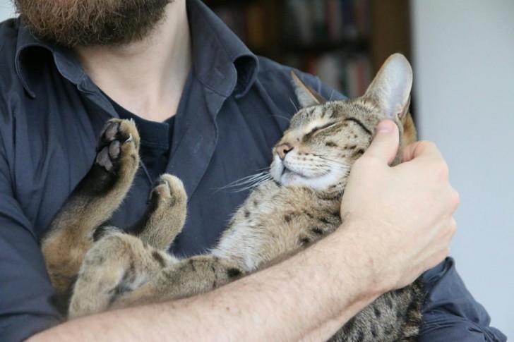 Soms is een knuffel genoeg om zelfs de meest wilde kat in slaap te laten vallen!
