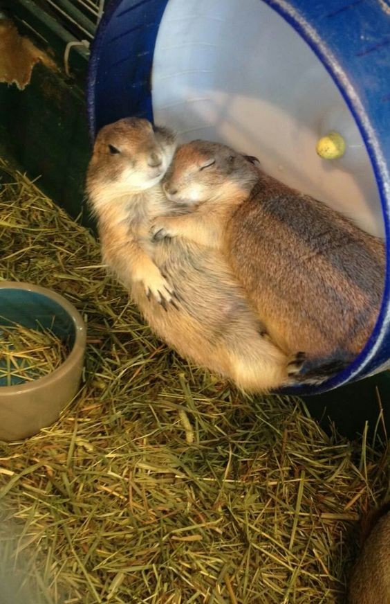 Ein sehr zärtliches und... schläfriges Paar!