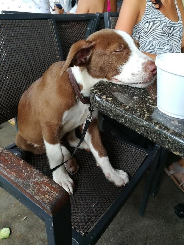 Primo giorno di adozione, prima gita fuori casa: si è addormentato sul tavolino!