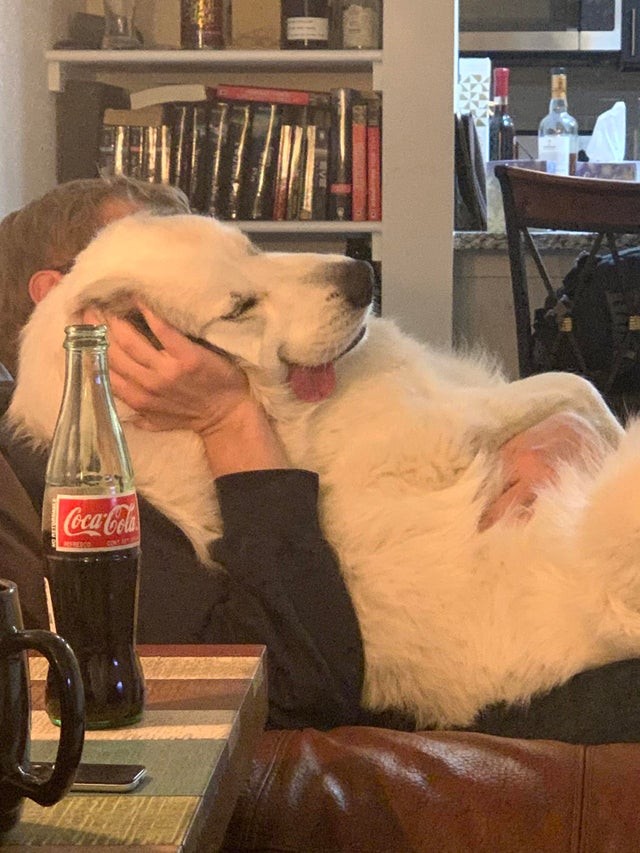 Die Art und Weise, wie dieser Hund auf der Hand seines Herrn eingeschlafen ist, ist urkomisch!