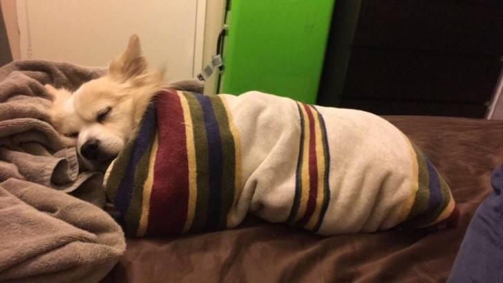 Non c'è nulla di meglio che dormire arrotolati tra le calde coperte...