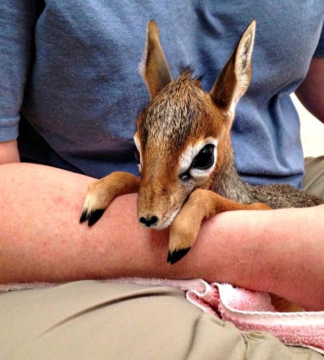 This is what a newborn deer fawn looks like! It would melt any heart!