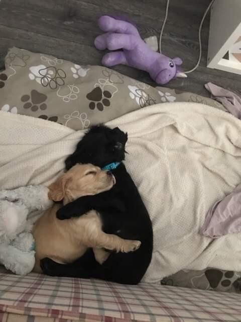 Here's how my two newly adopted puppies sleep!