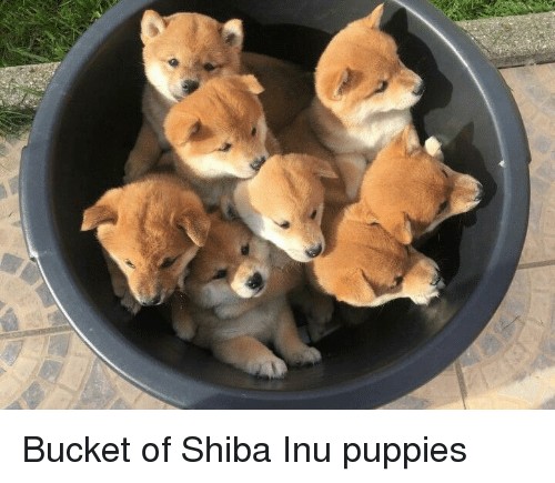 A bucket load of ... puppies!