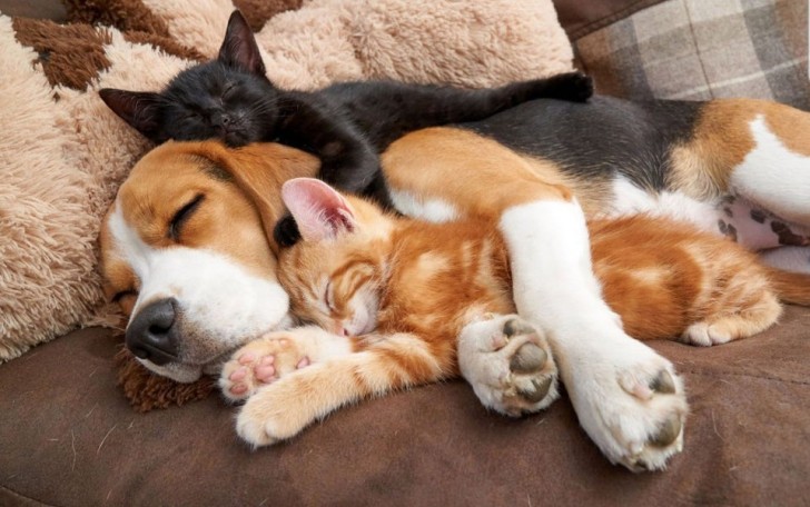 Between dogs and cats ... just tender friendship!
