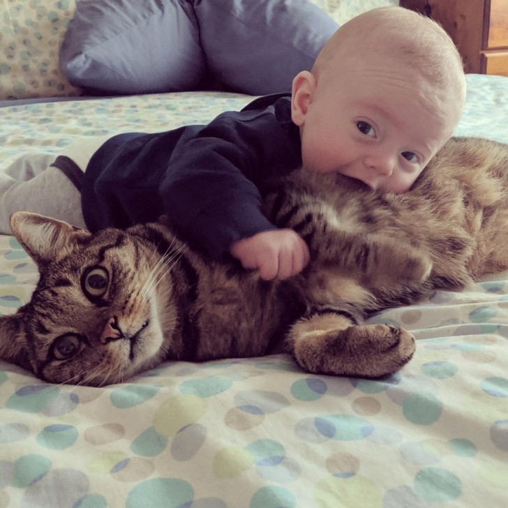 El mejor amigo del hombre no es el perro...¡más bien el gato!