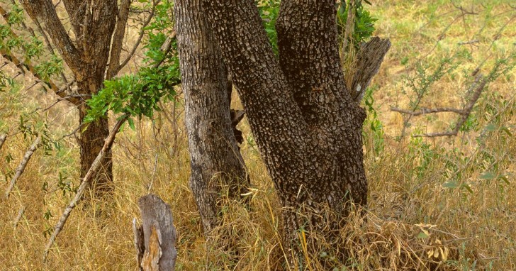 Fertig? Herzlich Willkommen in der Savanne auf der Suche nach dem versteckten Leopard!