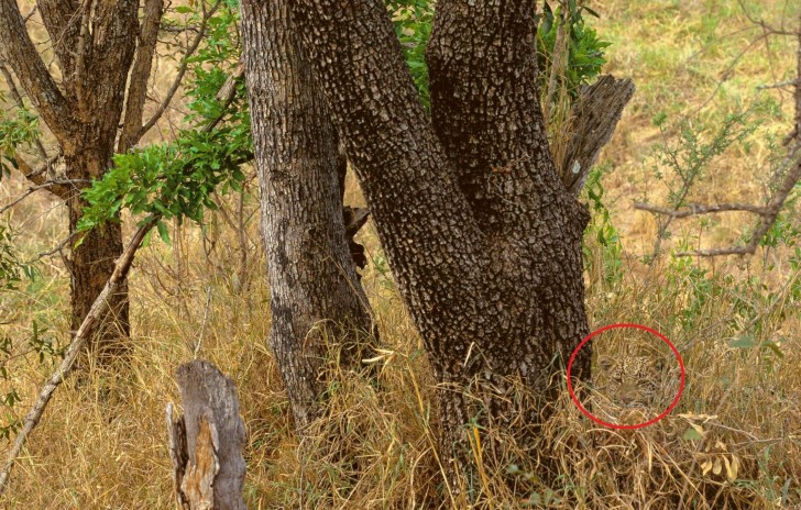 Aquí abajo está la solución: si quieren todavía seguir buscando al leopardo, ¡esperen antes de desplazarse hacia abajo!