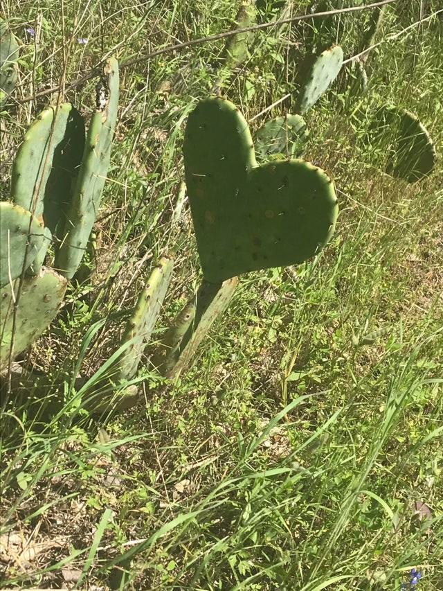 12. J'ai trouvé cette feuille de cactus qui forme un cœur : magnifique !