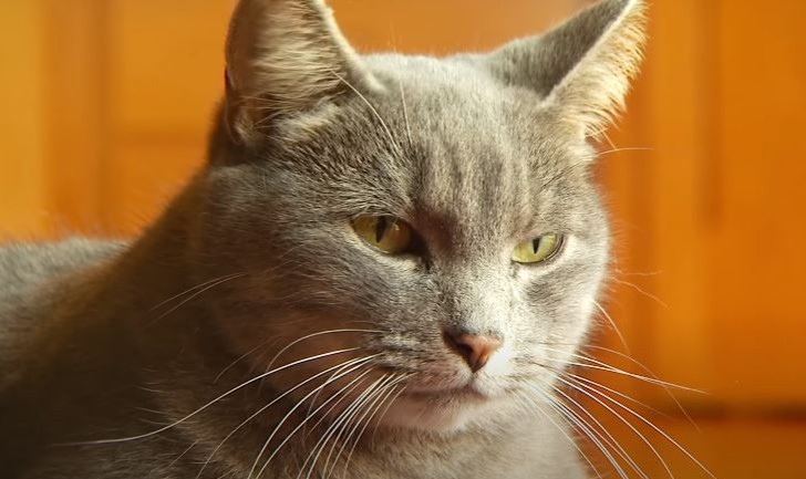 Un team di ricercatori sviluppa un "vaccino" per gatti che può bloccare l'allergia negli umani - 1