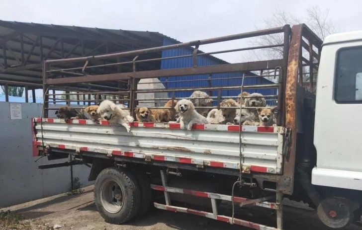 Un gruppo di animalisti salva 50 cani destinati al festival della carne canina di Yulin