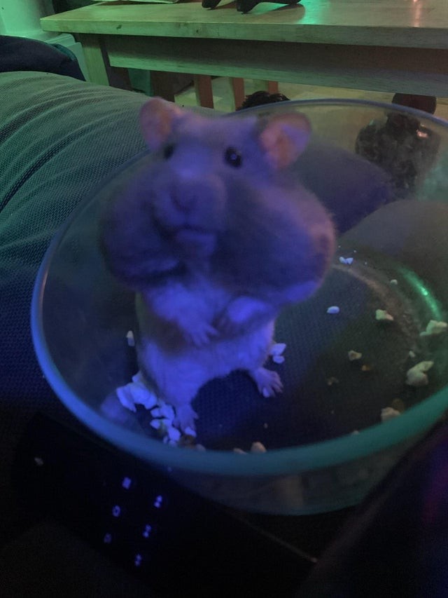 Mein Hamster mit vollem Mund, nachdem er mein Popcorn gegessen hat