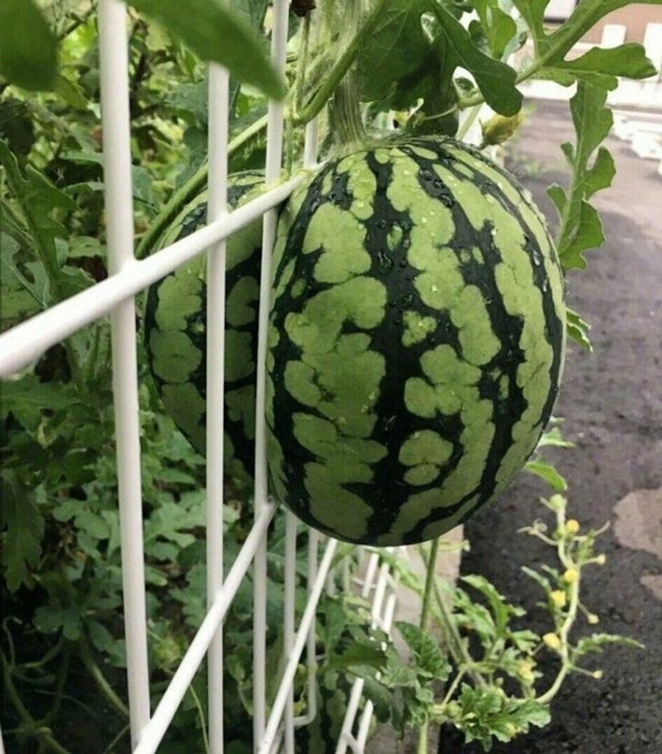 16. Eine ganz normale Wassermelone, die auf sehr originelle Weise gewachsen ist