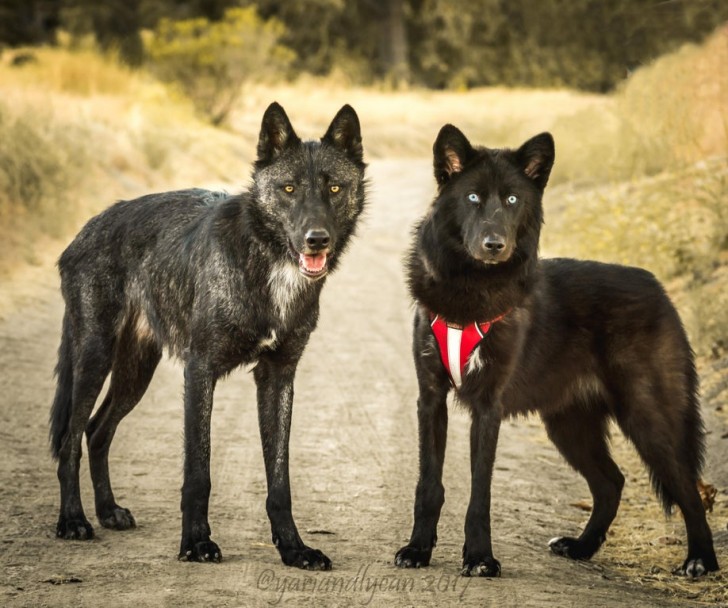 9. À gauche, un loup à 98% ; à droite, un loup à 40%, c'est-à-dire un simple chien : la ressemblance est stupéfiante