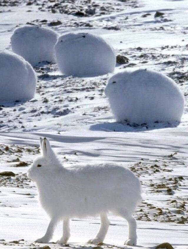 Avez-vous déjà entendu parler du lièvre arctique ? Eh bien, oui ça existe !