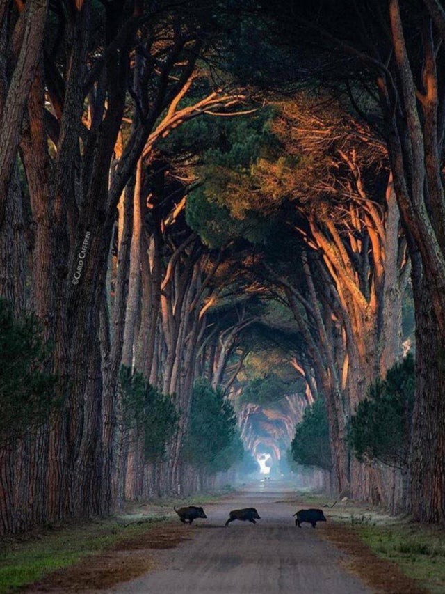 Tre cinghiali attraversano la strada sotto un tunnel di alberi veramente unico nel suo genere!