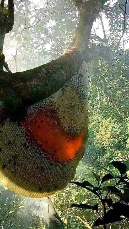 Ein natürlicher Bienenstock, beladen mit... Honig!