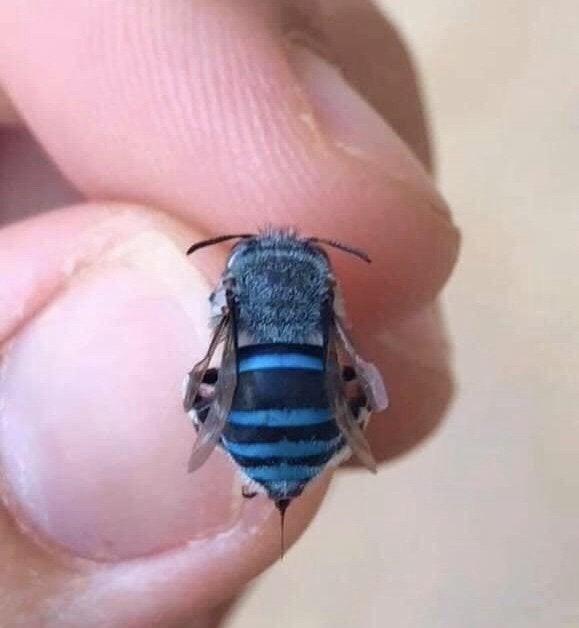 Nicht alle Bienen sind gelb und braun. Hier ist ein seltenes Exemplar einer blauen Biene!