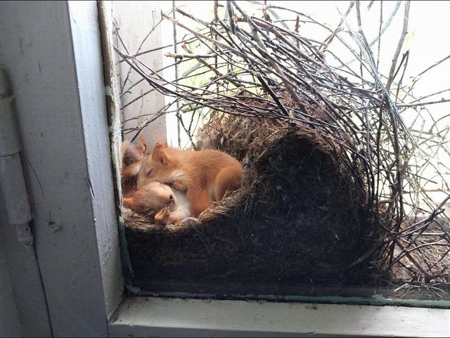Si vous aviez la curiosité de savoir à quoi ressemble un nid d'écureuil... le voici !