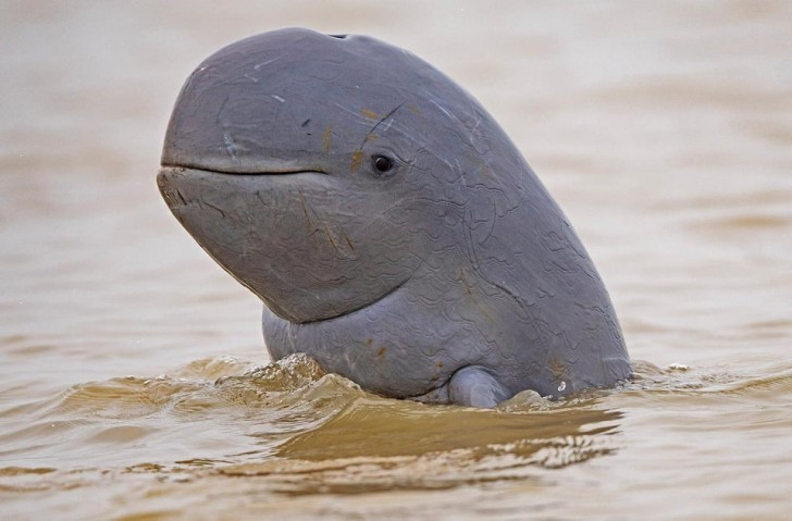 Une image rare du dauphin de l'Irrawaddy ; à ce jour, il y a moins de 100 individus dans le monde