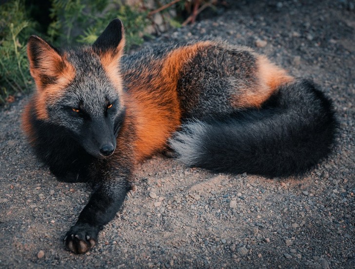 Un raro e affascinante esemplare di "cross fox", variante melanitica della volpe rossa