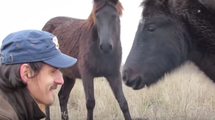 Un cheval remercie l'homme qui l'a libéré de ses chaînes par un tendre "baiser" - 4