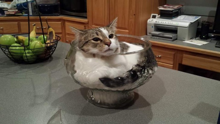 Wir verstehen, dass sich Hauskatzen und Glasbecher wirklich gut verstehen!